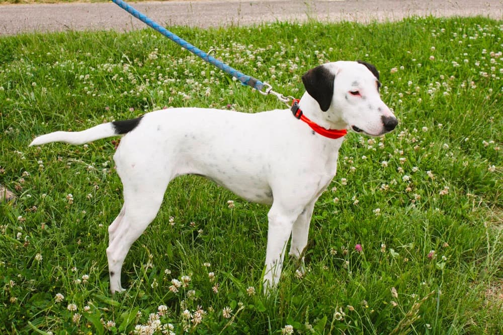 SULTANE, female Mixed Breed for adoption at Refuge du Mordant, Metz