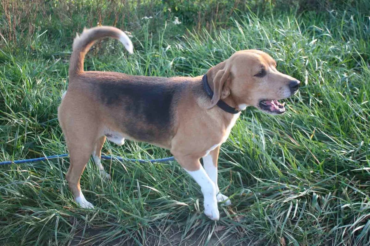 LUIGI, male senior Beagle for adoption at Refuge du Mordant, Metz