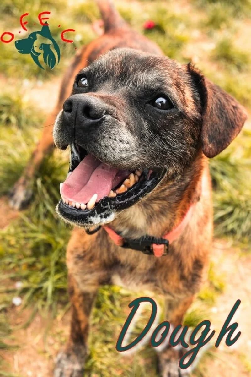 Dough, male Mixed Breed for adoption at Refuge Oscar Felix et Compagnie