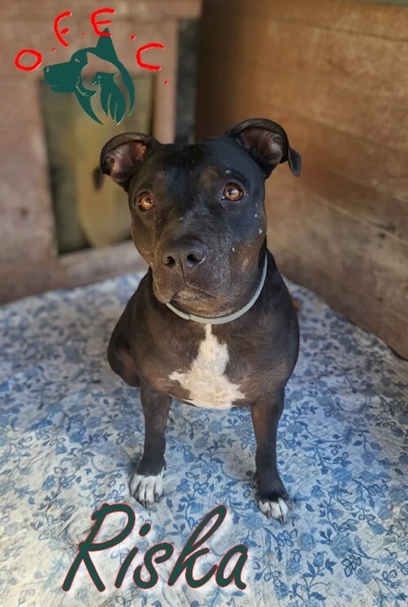 Riska, female Mixed Breed for adoption at Refuge Oscar Felix et Compagnie