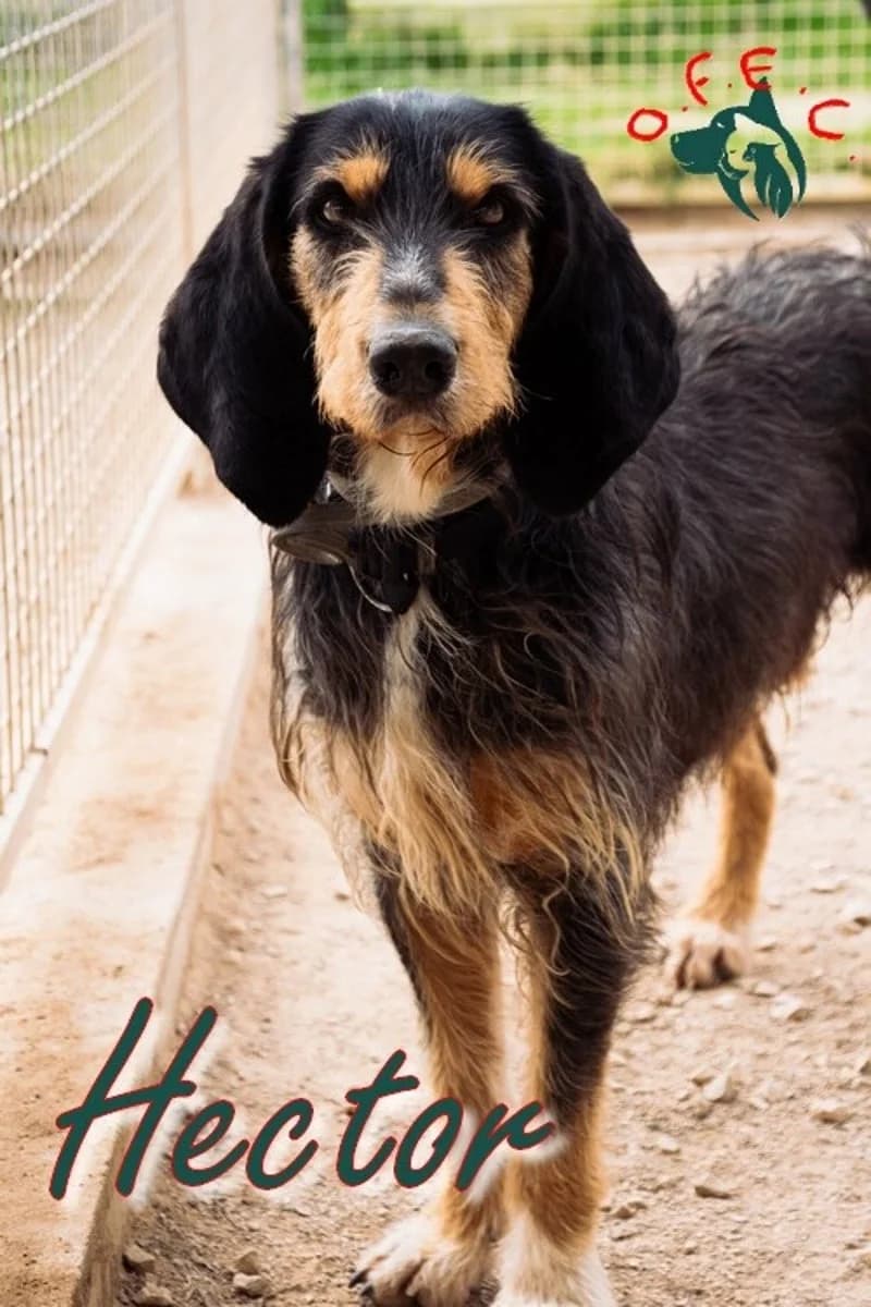 Hector, female Mixed Breed for adoption at Refuge Oscar Felix et Compagnie