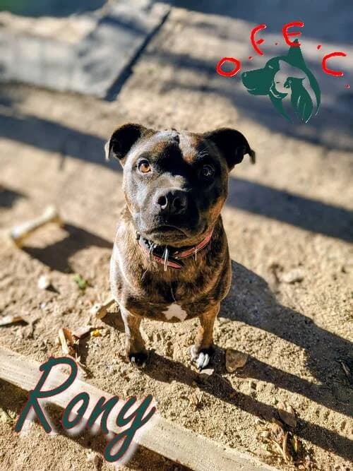 Rony, male Mixed Breed for adoption at Refuge Oscar Felix et Compagnie