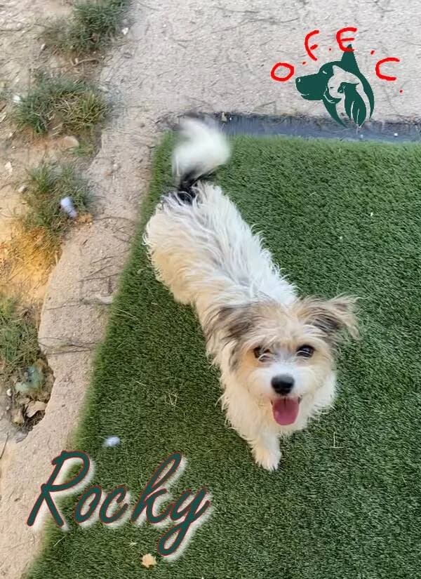 Rocky, female Mixed Breed for adoption at Refuge Oscar Felix et Compagnie