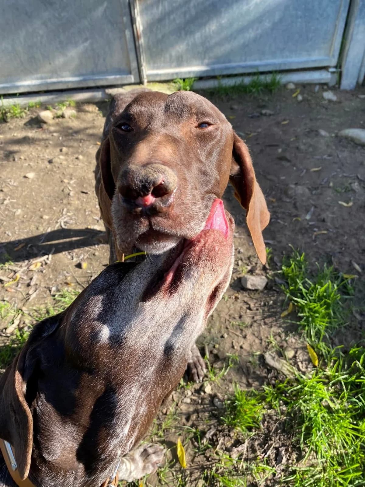 MARLEY, male senior German Shorthaired Pointer for adoption at Refuge communautaire 