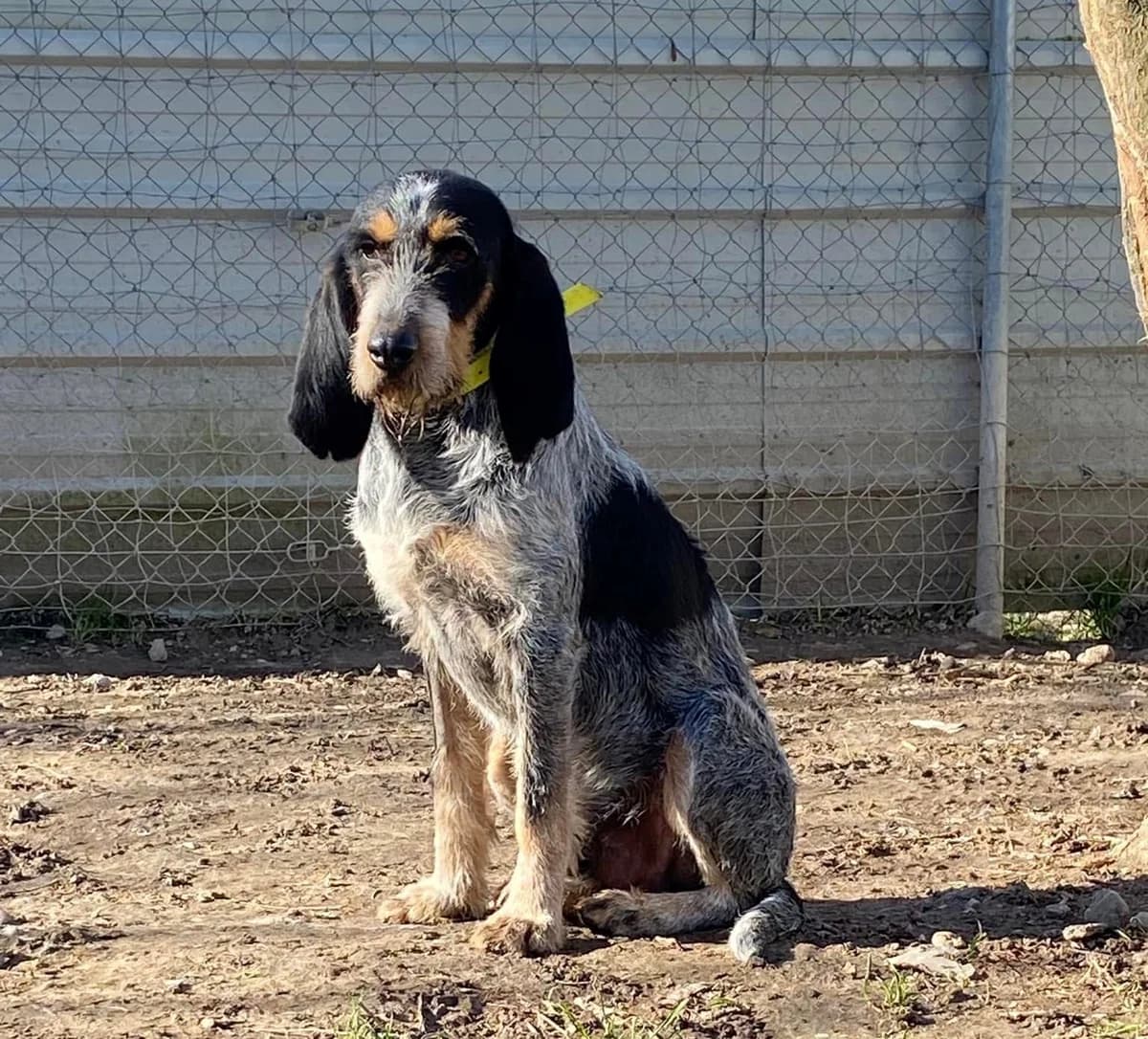 NAPOLEON, male 4yo mixed breed for adoption at Refuge communautaire 