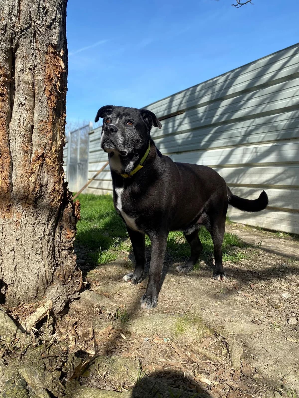 MONSTER, male senior Labrador Retriever for adoption at Refuge communautaire 