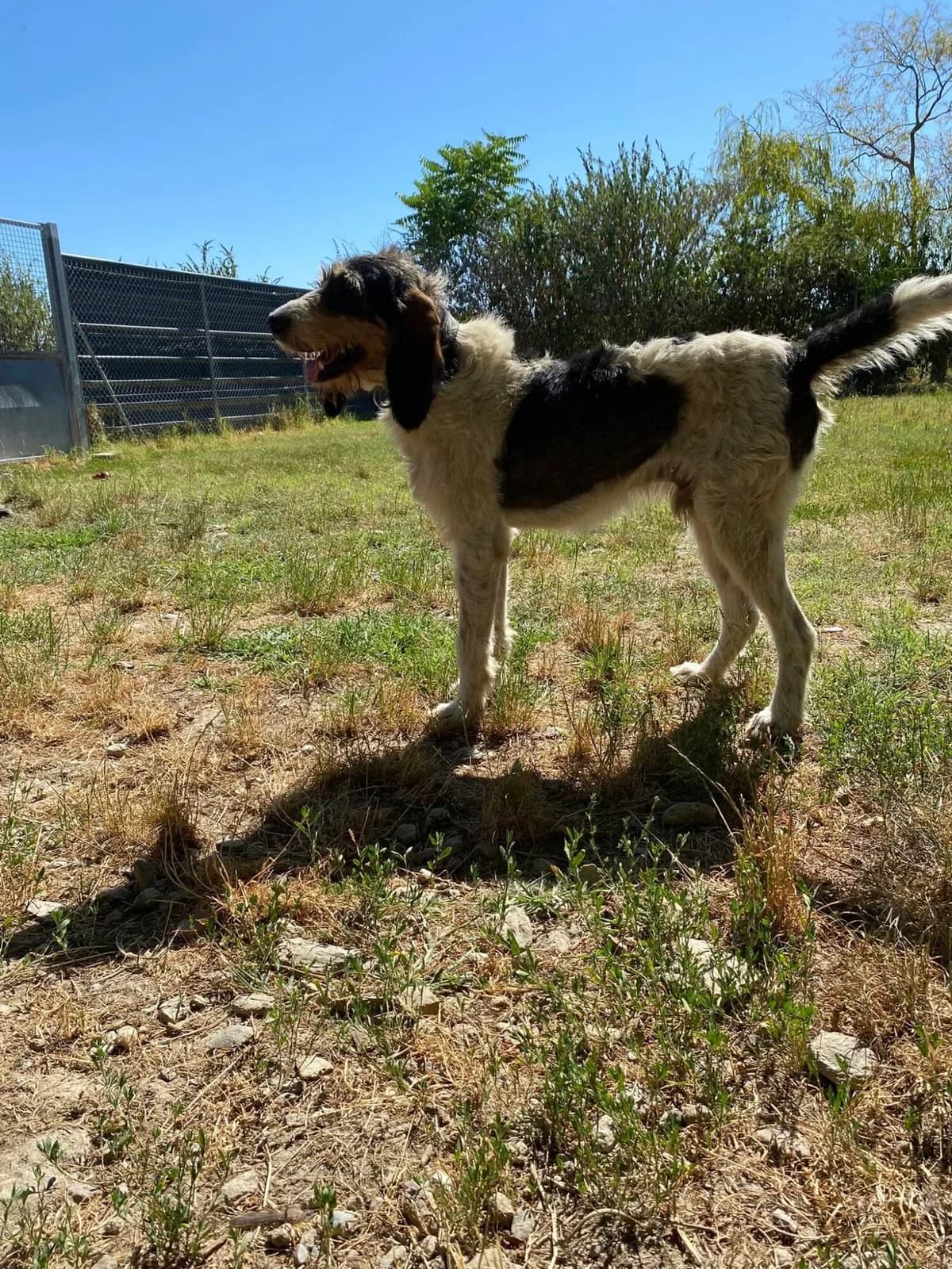 PATCHI, male 4yo mixed breed for adoption at Refuge communautaire 