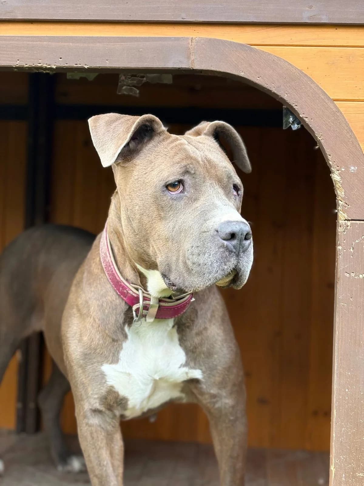KIRA, female senior mixed breed for adoption at Refuge communautaire 