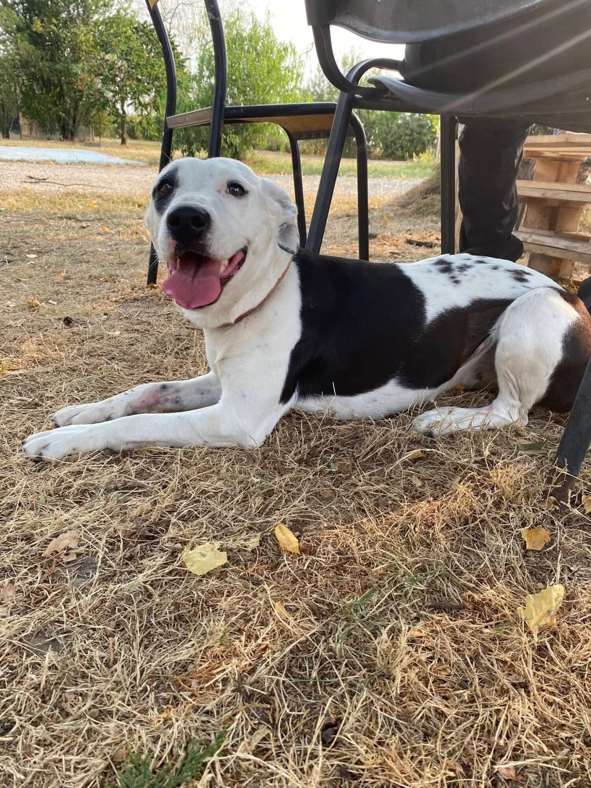 KASS, female young mixed breed for adoption at Refuge communautaire 