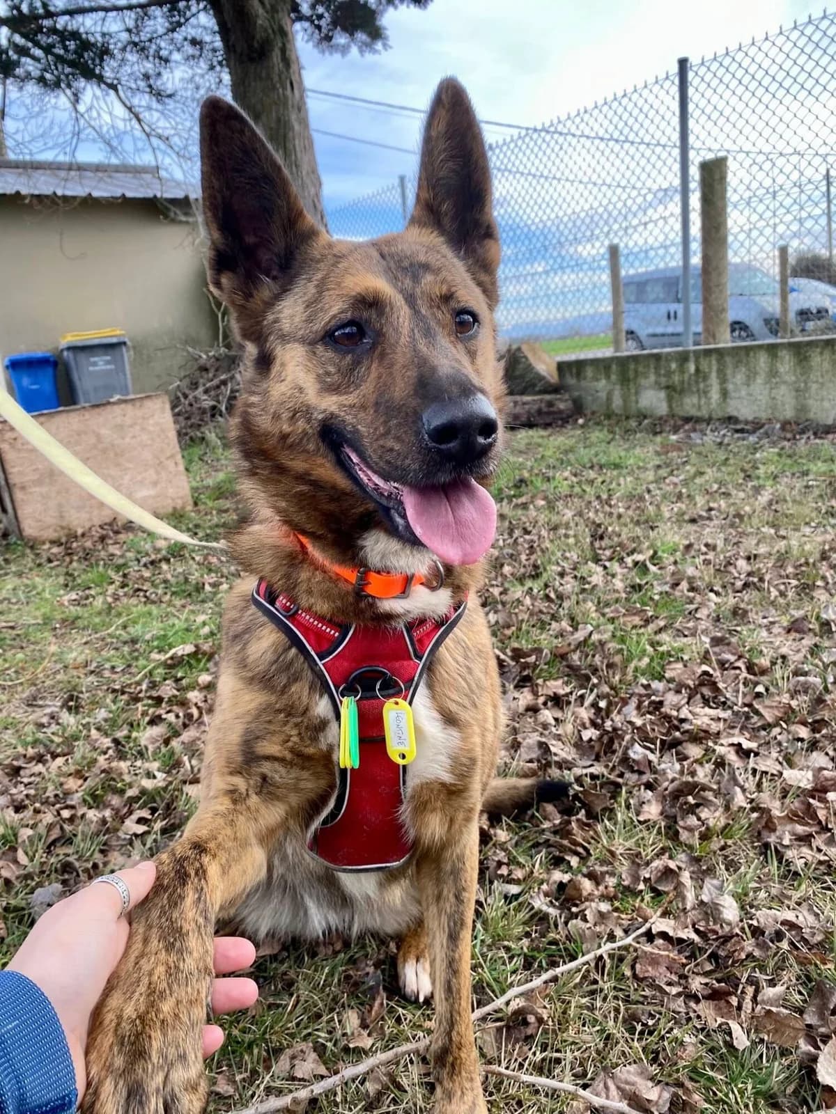 BADGIRL, female young mixed breed for adoption at Refuge communautaire 