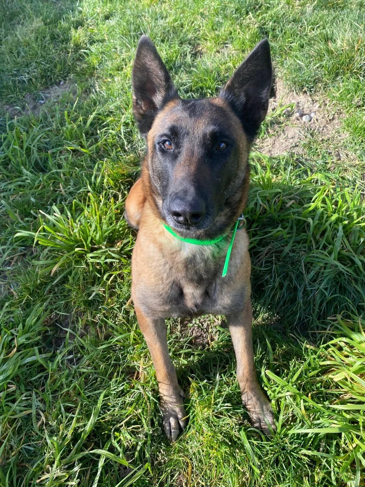 REBELLE, female 5yo Belgian Malinois for adoption at Refuge communautaire 