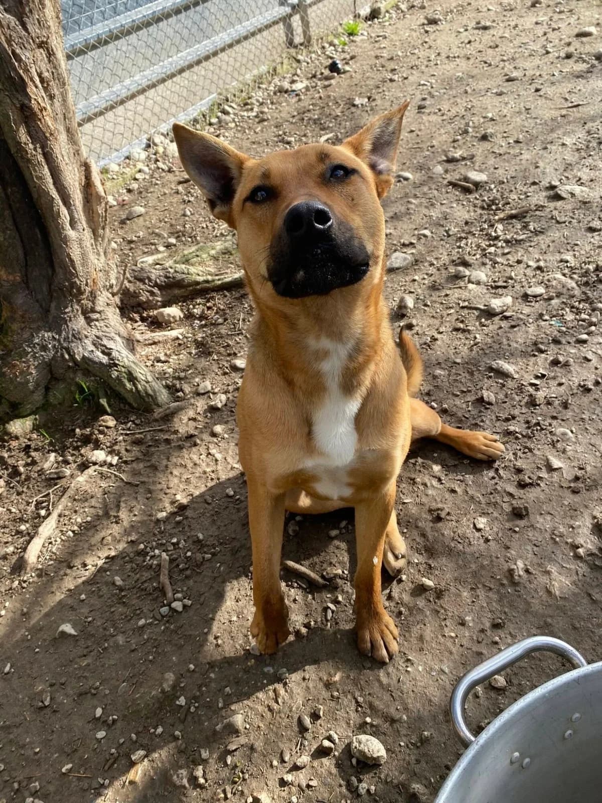 SISKO, male young Belgian Malinois for adoption at Refuge communautaire 