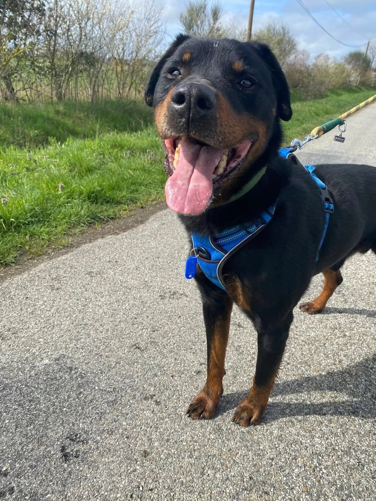 KILLER, male senior Mixed Breed for adoption at Refuge communautaire 