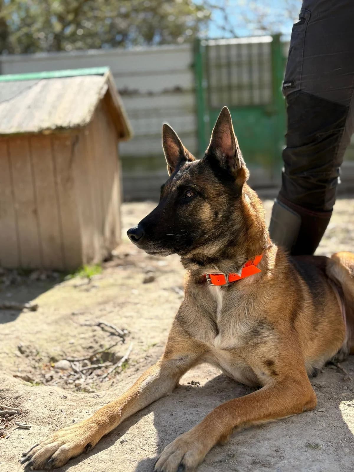 Happy, female 6yo Belgian Malinois for adoption at Refuge communautaire 