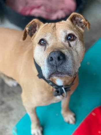 Dedza, Feu female American Staffordshire Terrier for adoption at Refuge des Bérauds (Romans-sur-Isère), Romans-sur-Isère