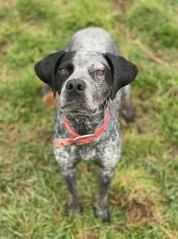 Edwige, Blanc/noire female Pointer for adoption at Refuge des Bérauds (Romans-sur-Isère), Romans-sur-Isère