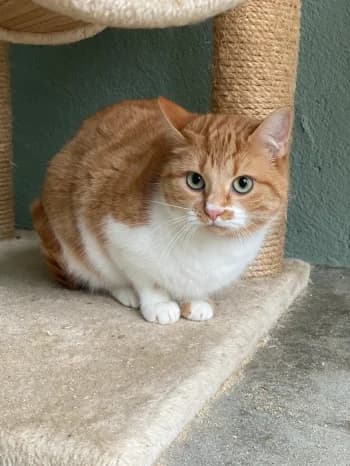Doudoune, Rousse et blanche female European Shorthair for adoption at Refuge des Bérauds (Romans-sur-Isère), Romans-sur-Isère