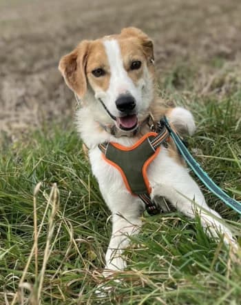 Fergal, Arlequin male Border Collie for adoption at Refuge des Bérauds (Romans-sur-Isère), Romans-sur-Isère