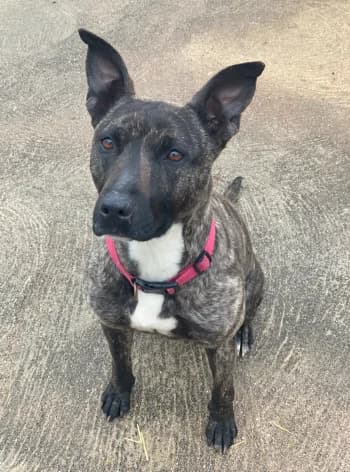 Keira, Bringée female Pit Bull Terrier for adoption at Refuge des Bérauds (Romans-sur-Isère), Romans-sur-Isère