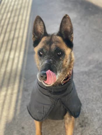 Luther, Fauve male senior Belgian Malinois for adoption at Refuge des Bérauds (Romans-sur-Isère), Romans-sur-Isère