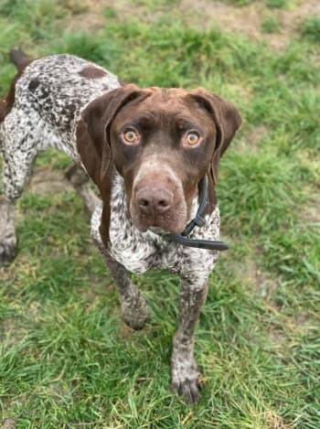 Komo, Marron / blanc male Pointer for adoption at Refuge des Bérauds (Romans-sur-Isère), Romans-sur-Isère