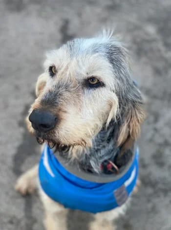 Otelo, Gris / feu male Mixed Breed for adoption at Refuge des Bérauds (Romans-sur-Isère), Romans-sur-Isère