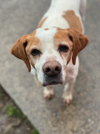 Calypso, Blanc / marron male senior Pointer for adoption at Refuge des Bérauds (Romans-sur-Isère), Romans-sur-Isère