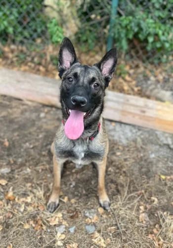Charkan, Fauve male young Belgian Malinois for adoption at Refuge des Bérauds (Romans-sur-Isère), Romans-sur-Isère