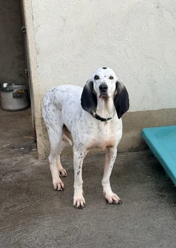 Roxane, Blanc / noir female mixed breed for adoption at Refuge des Bérauds (Romans-sur-Isère), Romans-sur-Isère
