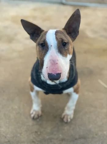 Pilou, Fauve / blanc male Bull Terrier for adoption at Refuge des Bérauds (Romans-sur-Isère), Romans-sur-Isère