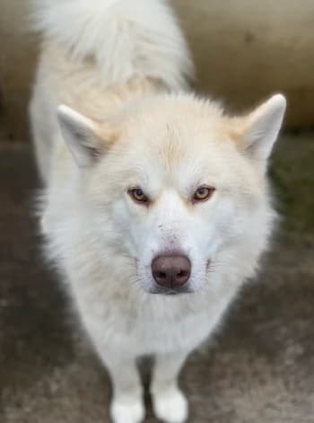 Bounty, Crème male young Husky for adoption at Refuge des Bérauds (Romans-sur-Isère), Romans-sur-Isère
