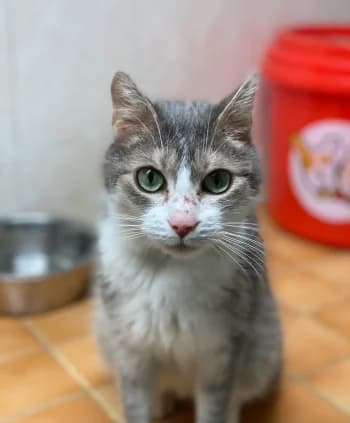 Alfred, Gris et blanc male European Shorthair for adoption at Refuge des Bérauds (Romans-sur-Isère), Romans-sur-Isère