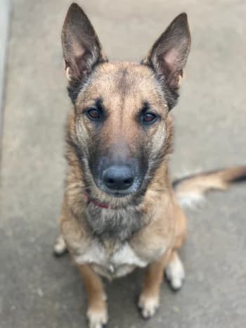 Tiana, fauve female Belgian Malinois for adoption at Refuge des Bérauds (Romans-sur-Isère), Romans-sur-Isère