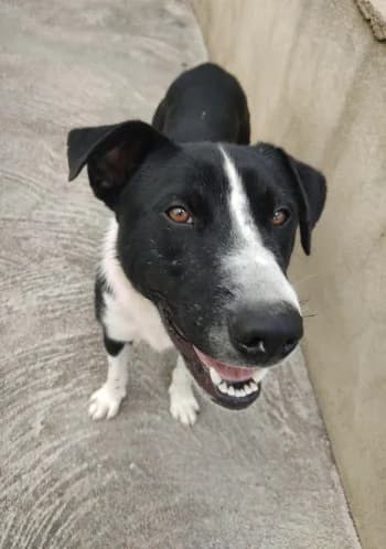 Lucius, Noir et blanc male Border Collie for adoption at Refuge des Bérauds (Romans-sur-Isère), Romans-sur-Isère