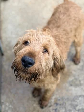 Bernard, fauve male mixed breed for adoption at Refuge des Bérauds (Romans-sur-Isère), Romans-sur-Isère