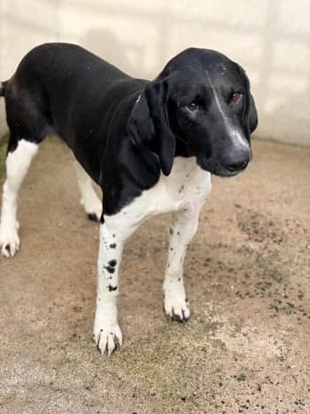 Bianco, noir et blanc male Mixed Breed for adoption at Refuge des Bérauds (Romans-sur-Isère), Romans-sur-Isère