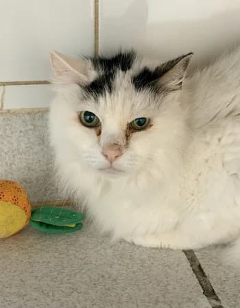 Peluchon, noire et blanche female senior European Shorthair for adoption at Refuge des Bérauds (Romans-sur-Isère), Romans-sur-Isère