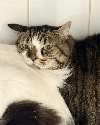 Canaillou, Tigré et blanc male senior European Shorthair for adoption at Refuge des Bérauds (Romans-sur-Isère), Romans-sur-Isère