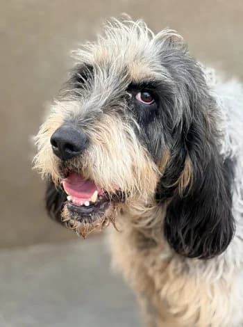 Edgard, Tricolore male senior Mixed Breed for adoption at Refuge des Bérauds (Romans-sur-Isère), Romans-sur-Isère