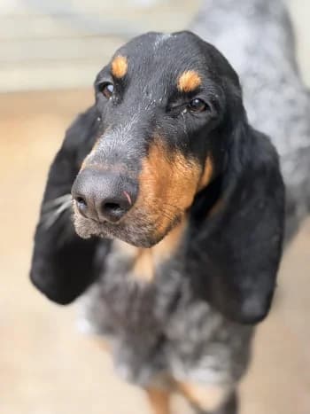 Albert, tricolore male 3yo Mixed Breed for adoption at Refuge des Bérauds (Romans-sur-Isère), Romans-sur-Isère