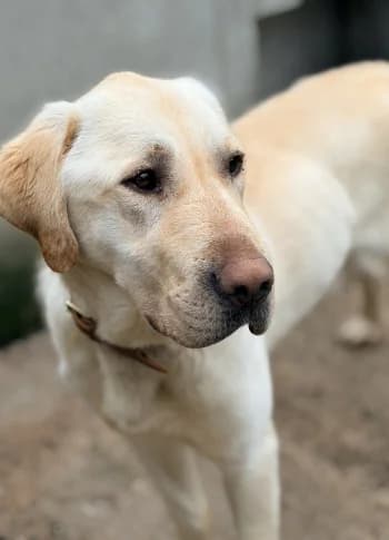 Tayron, sable male young Labrador Retriever for adoption at Refuge des Bérauds (Romans-sur-Isère), Romans-sur-Isère
