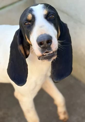 Lazare, Tricolore male mixed breed for adoption at Refuge des Bérauds (Romans-sur-Isère), Romans-sur-Isère