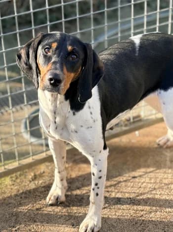 Betty, Tricolore female Pointer for adoption at Refuge des Bérauds (Romans-sur-Isère), Romans-sur-Isère
