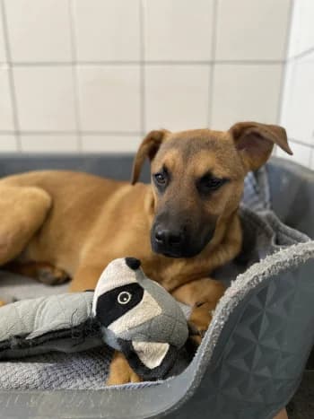 Clia, Fauve charbonné female Belgian Malinois for adoption at Refuge des Bérauds (Romans-sur-Isère), Romans-sur-Isère