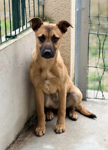 Clélie, Fauve female Belgian Malinois for adoption at Refuge des Bérauds (Romans-sur-Isère), Romans-sur-Isère