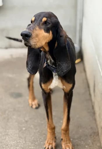 Freddie, Noir et feu male Mixed Breed for adoption at Refuge des Bérauds (Romans-sur-Isère), Romans-sur-Isère