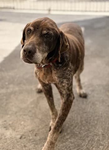 Poppy, Marron truité female German Shorthaired Pointer for adoption at Refuge des Bérauds (Romans-sur-Isère), Romans-sur-Isère