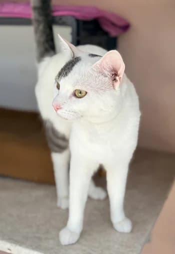 Akaza, Blanc et tigré male European Shorthair for adoption at Refuge des Bérauds (Romans-sur-Isère), Romans-sur-Isère