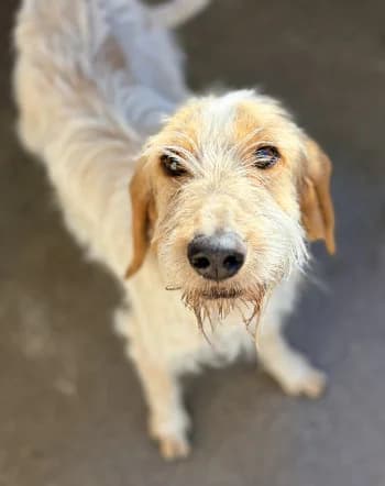 Felicie, Marron et blanche female 6yo mixed breed for adoption at Refuge des Bérauds (Romans-sur-Isère), Romans-sur-Isère