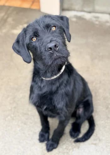 Charbon, Noir male young Mixed Breed for adoption at Refuge des Bérauds (Romans-sur-Isère), Romans-sur-Isère